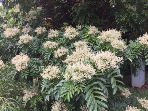 Rhus taitensis
