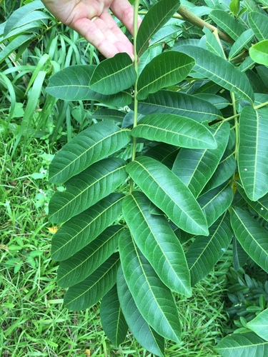 Rhus taitensis
