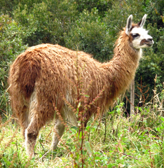 Lama glama
