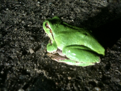 Hyla intermedia