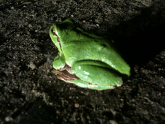 Hyla intermedia
