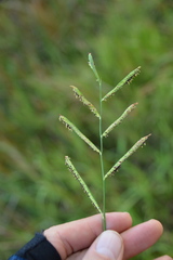Paspalum denticulatum