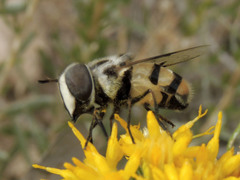 Copestylum fornax
