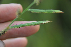 Paspalum denticulatum