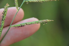 Paspalum denticulatum