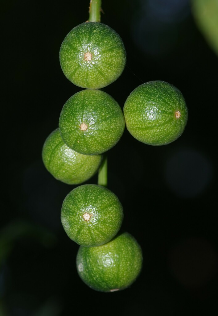 Cayaponia rigida
