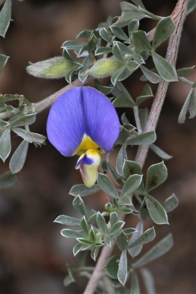 Lotononis lotononoides