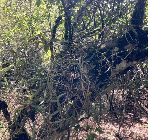 Angraecum erectum image