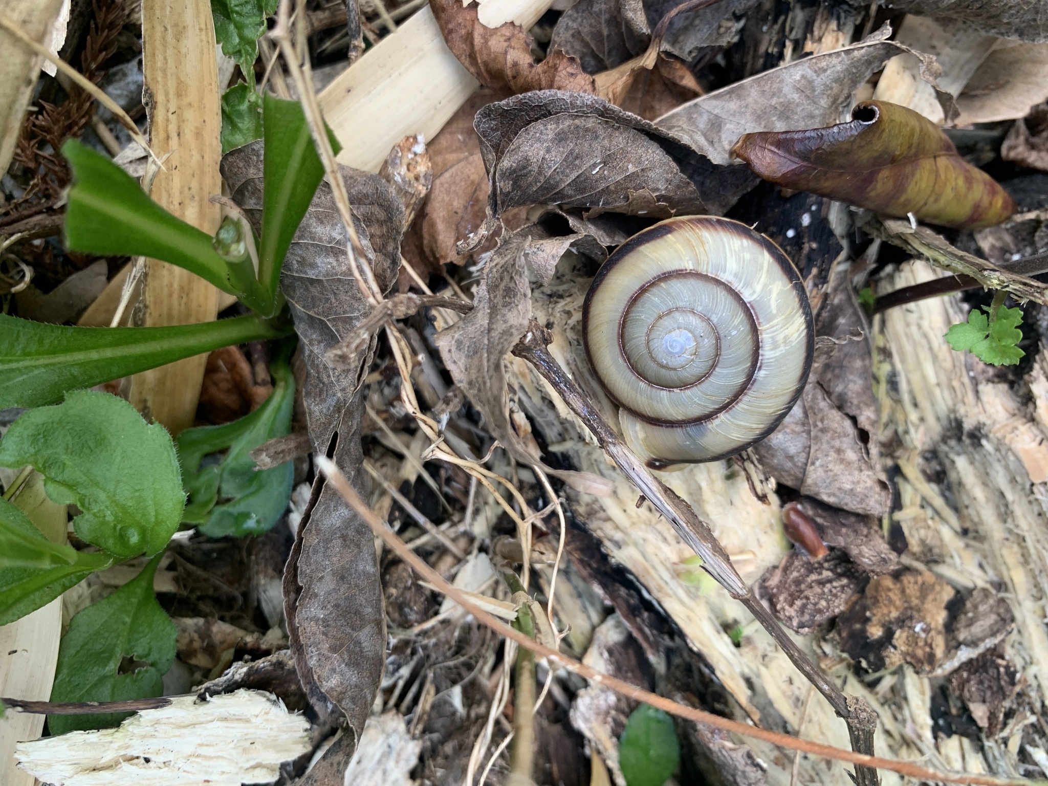 Euhadra peliomphala simodae