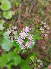 Pericallis steetzii image