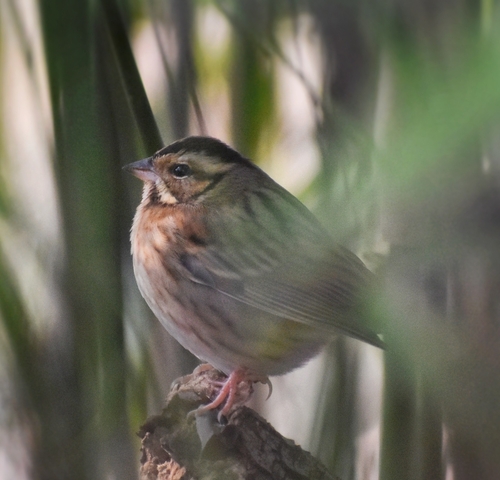 Tristram's Bunting (Emberiza tristrami), photo 6