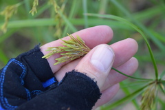 Cyperus iria
