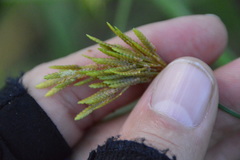 Cyperus iria