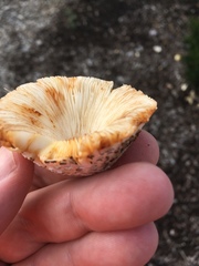 Leucoagaricus americanus image