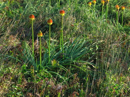 Rooper's Poker Plant (Kniphofia rooperi)