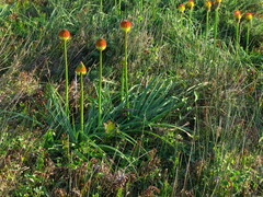 Rooper's Poker Plant (Kniphofia rooperi)