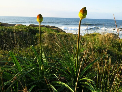 Kniphofia rooperi, photograph 2