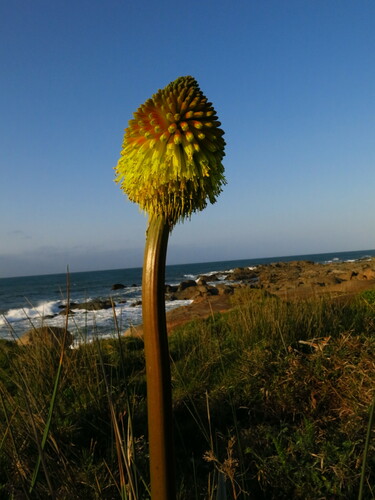 Image of Kniphofia rooperi by no rights reserved