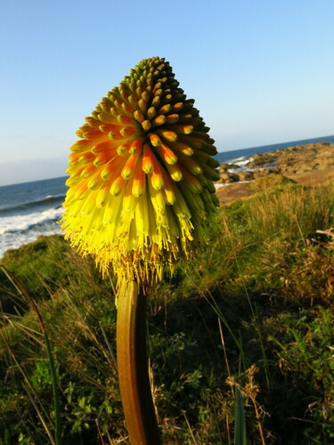 Image of Kniphofia rooperi by no rights reserved