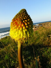 Kniphofia rooperi, photograph author not stated, no rights reserved