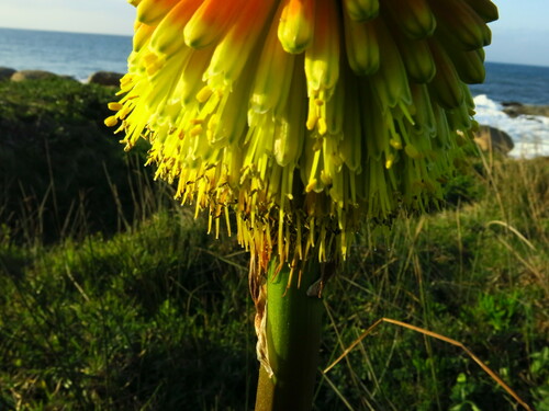 Kniphofia rooperi, photograph 6