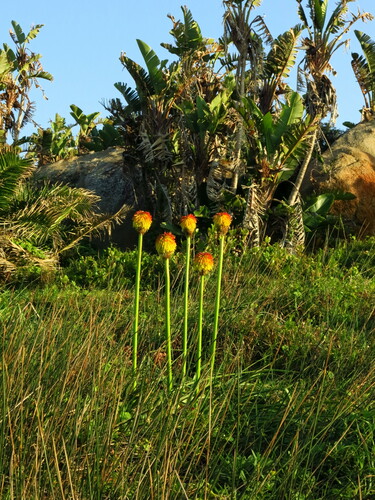Kniphofia rooperi, photograph 3