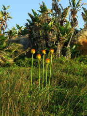 Kniphofia rooperi, photograph author not stated, no rights reserved