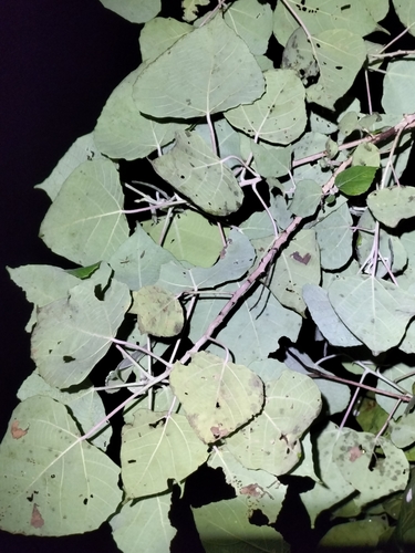 Image of Macaranga involucrata by (c) Matthew Borella, some rights reserved (CC BY)
