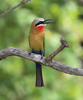 Savanna White-fronted Bee-Eater - Photo (c) maritzasouthafrica, some rights reserved (CC BY-NC), uploaded by maritzasouthafrica