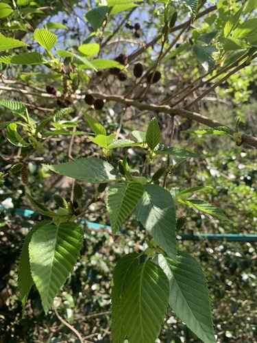Alnus sieboldiana, photograph 1