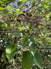 Alnus sieboldiana, photograph (c) 岸本年郎, some rights reserved (CC BY)