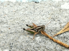 Phaedrotettix violai