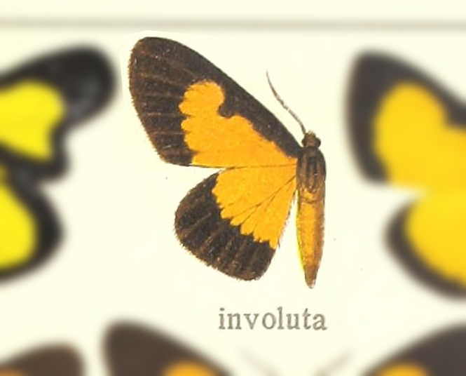 Xanthyris involuta