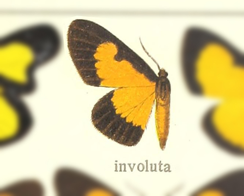 Xanthyris involuta