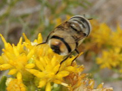 Copestylum fornax