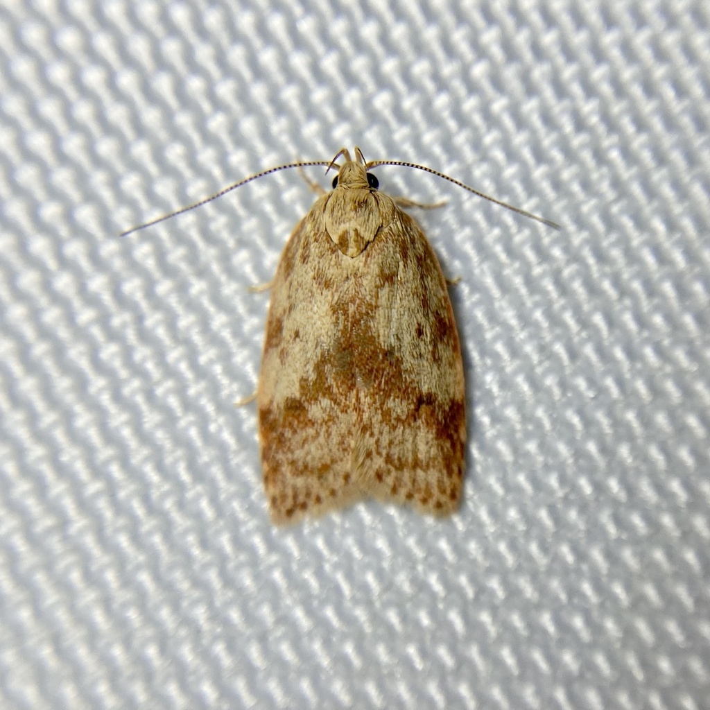 Oligoloba