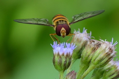 Episyrphus balteatus