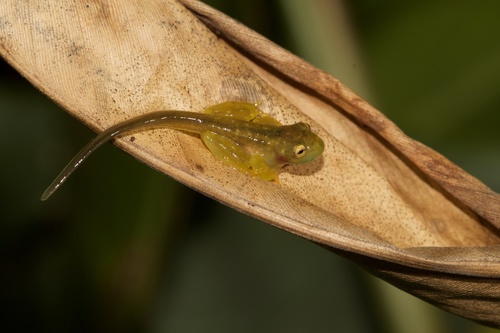 Hyalinobatrachium tatayoi
