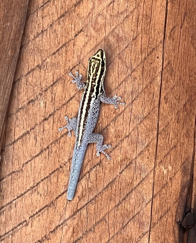 Tsavo Dwarf Gecko, Lygodactylus tsavoensis