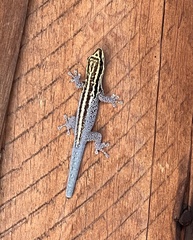 Tsavo dwarf gecko