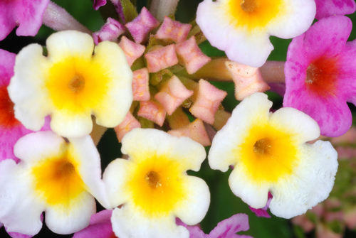 Lantana strigocamara