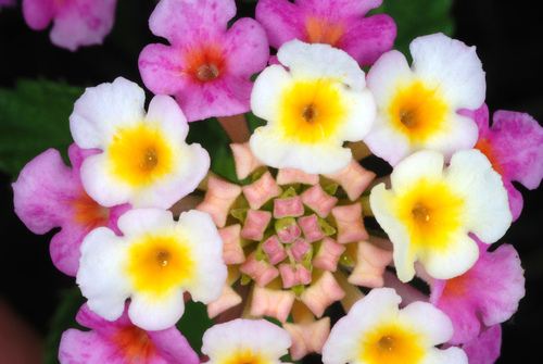 Lantana strigocamara