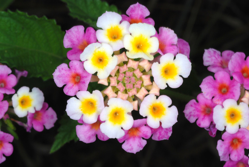 Lantana strigocamara