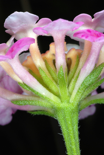 Lantana strigocamara
