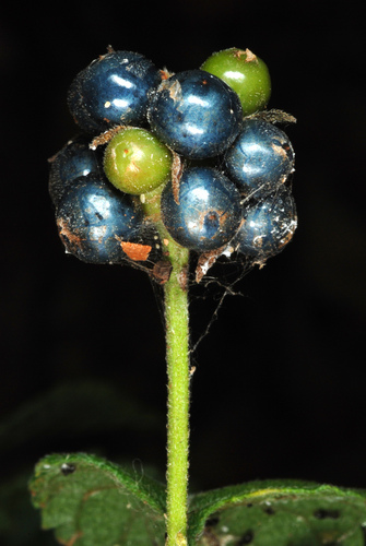 Lantana strigocamara