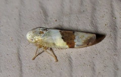 Norvellina seminuda