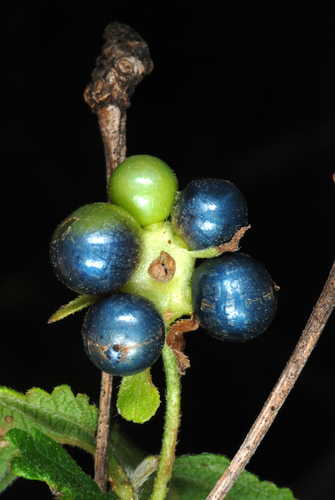 Lantana strigocamara