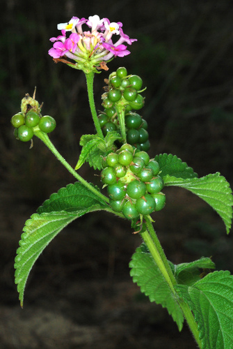 Lantana strigocamara