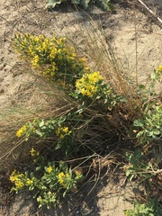 Solidago litoralis
