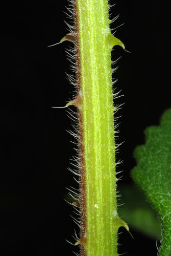 Lantana strigocamara
